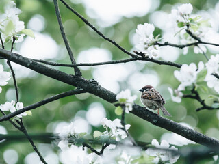 马自达cx5多久换变速箱油